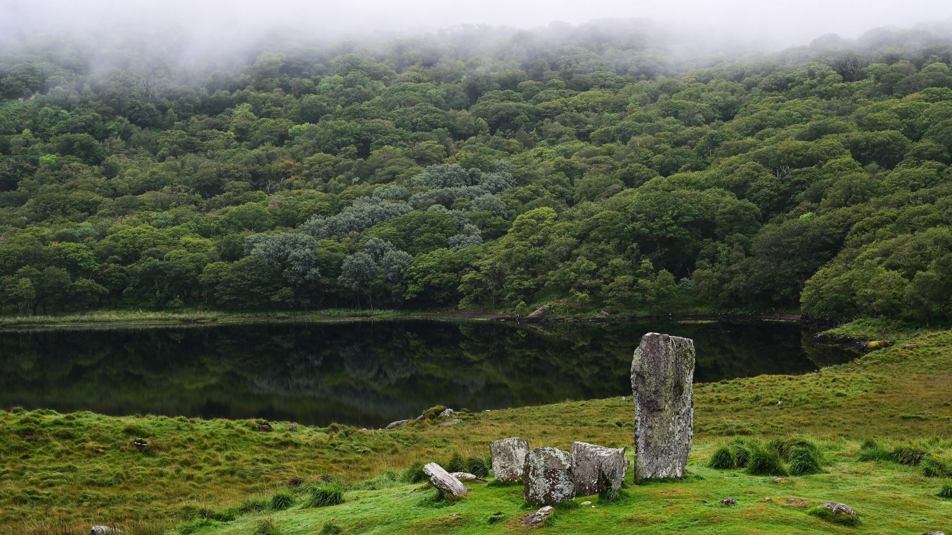 The Magic of an Irish Rainforest | NI Science Festival