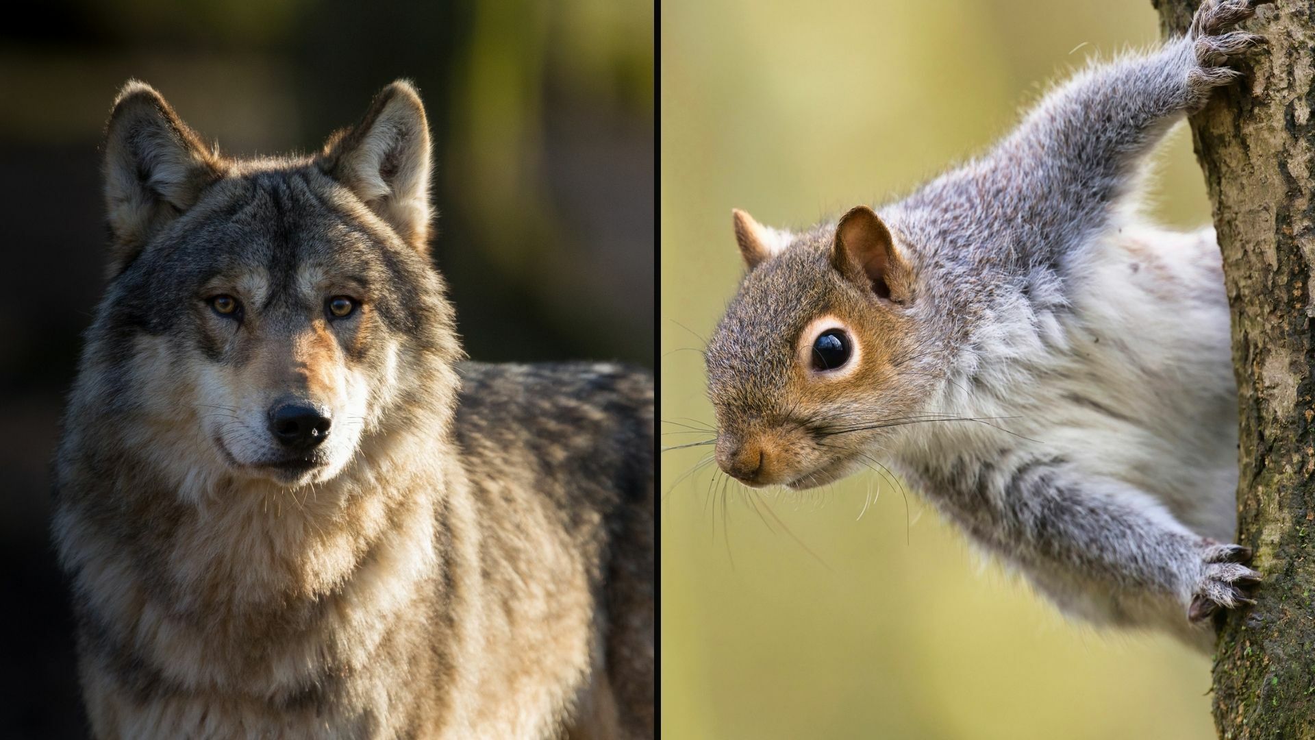 From Grey Wolves to Grey Squirrels