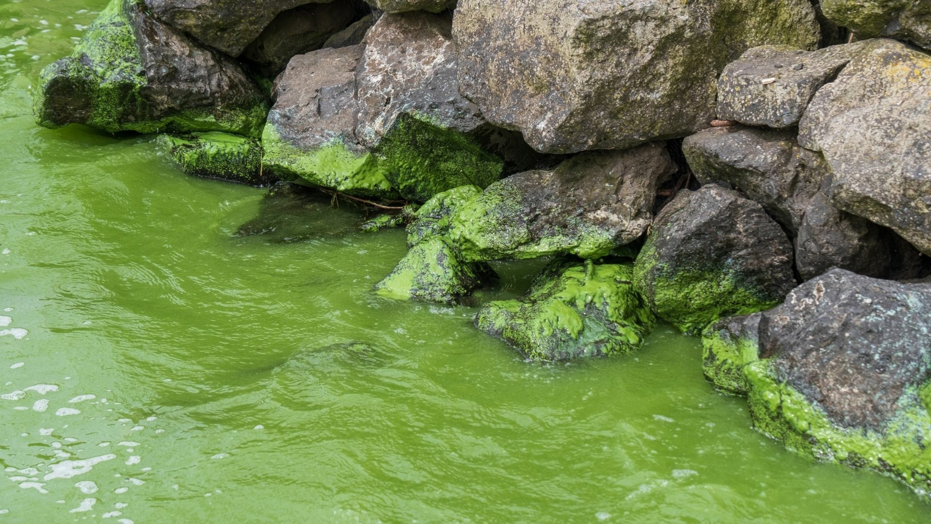 Lough Neagh Reflections – Restoring water quality in Northern Ireland