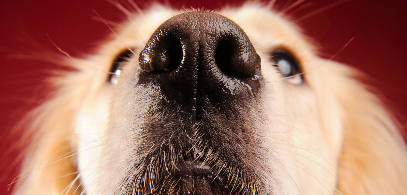 Discover: Dogs | Can Dogs Predict Epileptic Seizures?