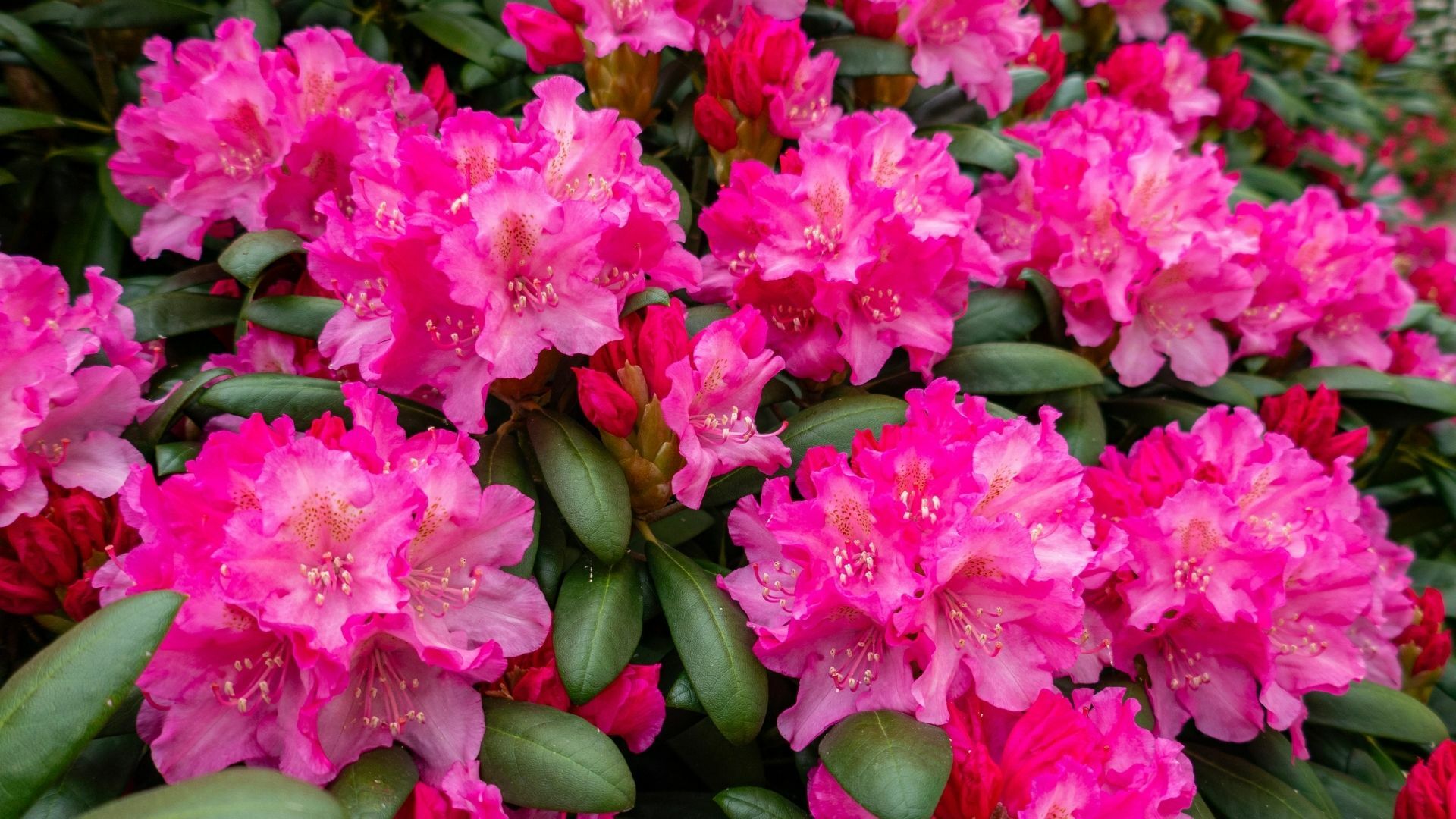 Rhododendron Discovery