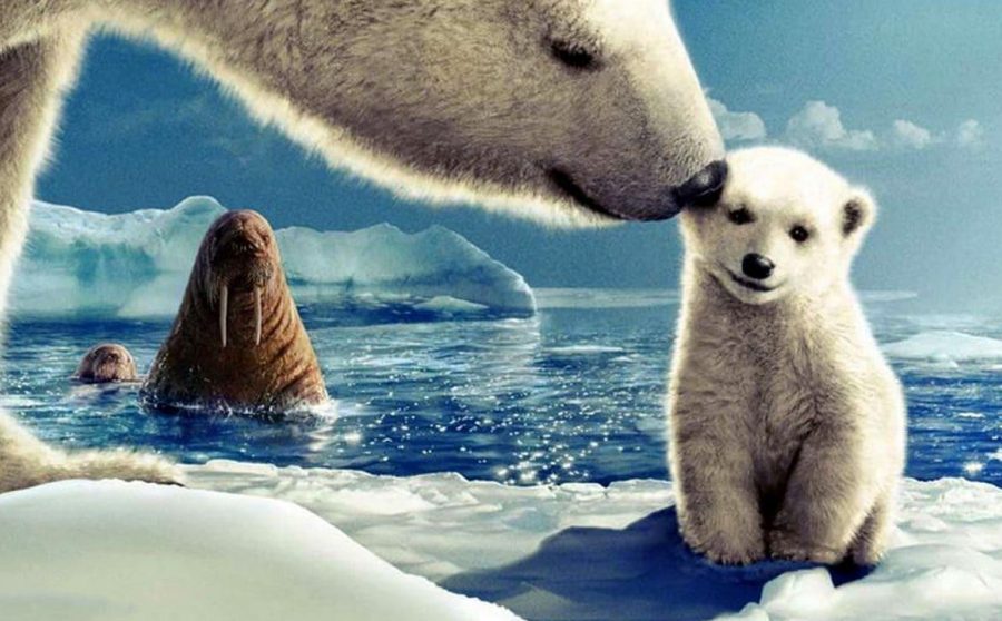Learn About Arctic Animals and the Environment - Arctic Tale Workshop