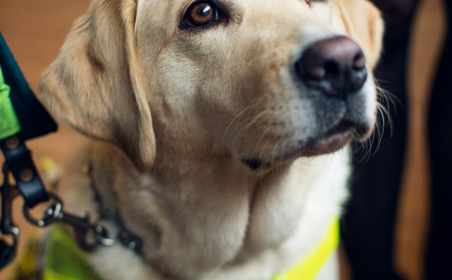 Discover: Dogs | Nature & Nurture – What it Takes to Make a Guide Dog