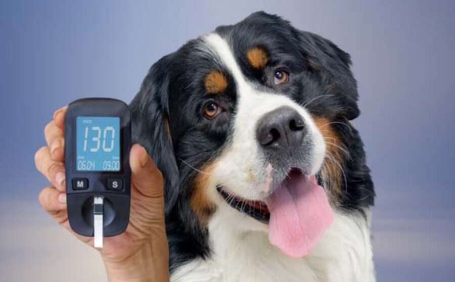 Discover: Dogs | Diabetes in Doggos – A Horizon of New Targeted Treatment