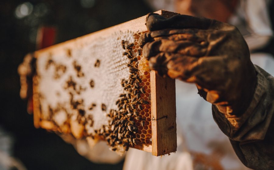 The Wonderful World of Honeybees
