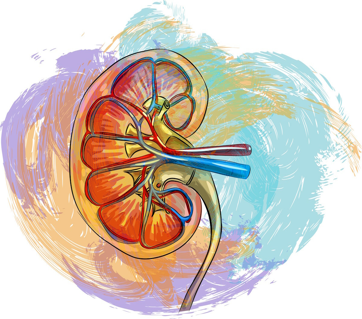 Kidney Canvas - Hot desk your way around the science and art of kidney disease