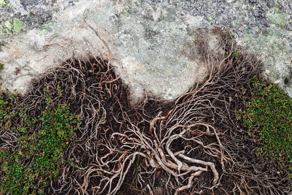 Mass of Roots
