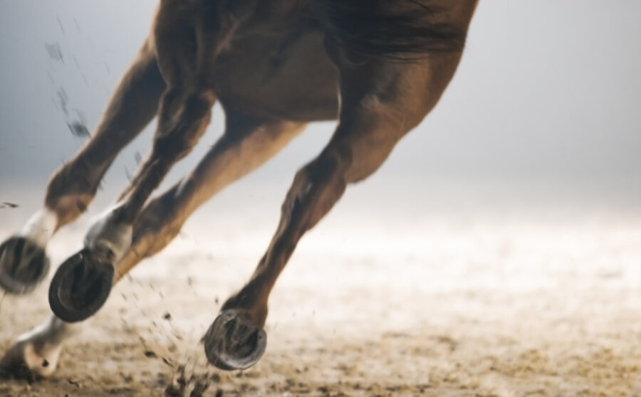 The Equine FitBit – How far can you stride?