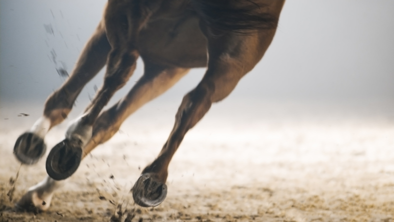 The Equine FitBit – How far can you stride?