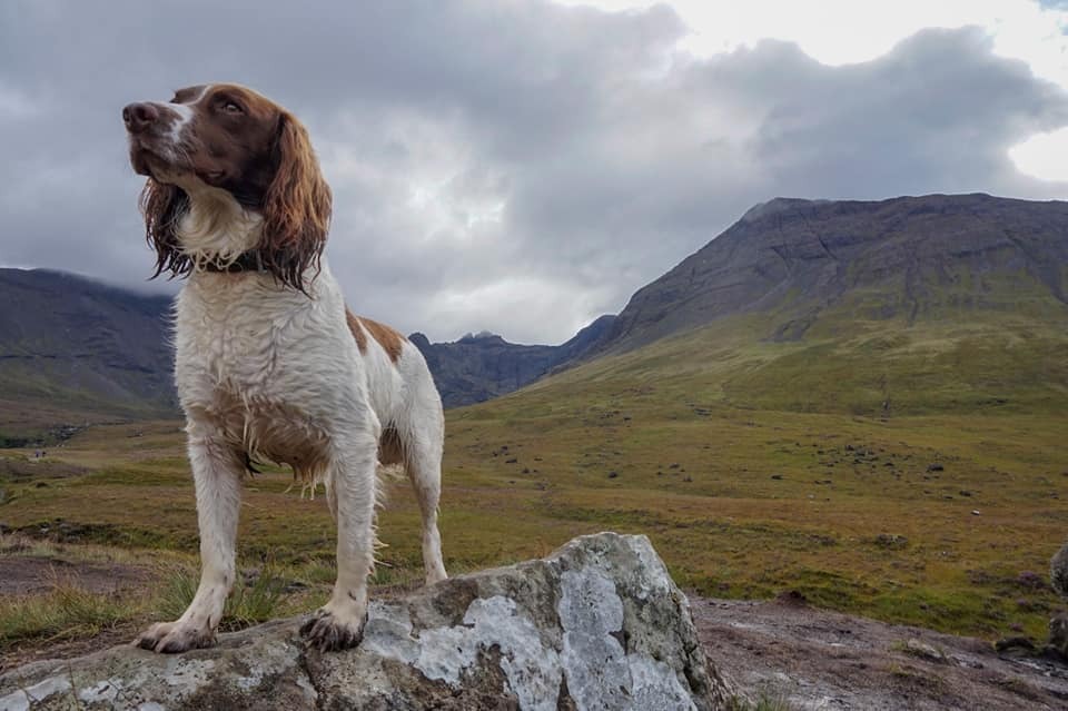 Dogs that Sniff Out Data! - Conservation Detection Dogs NI