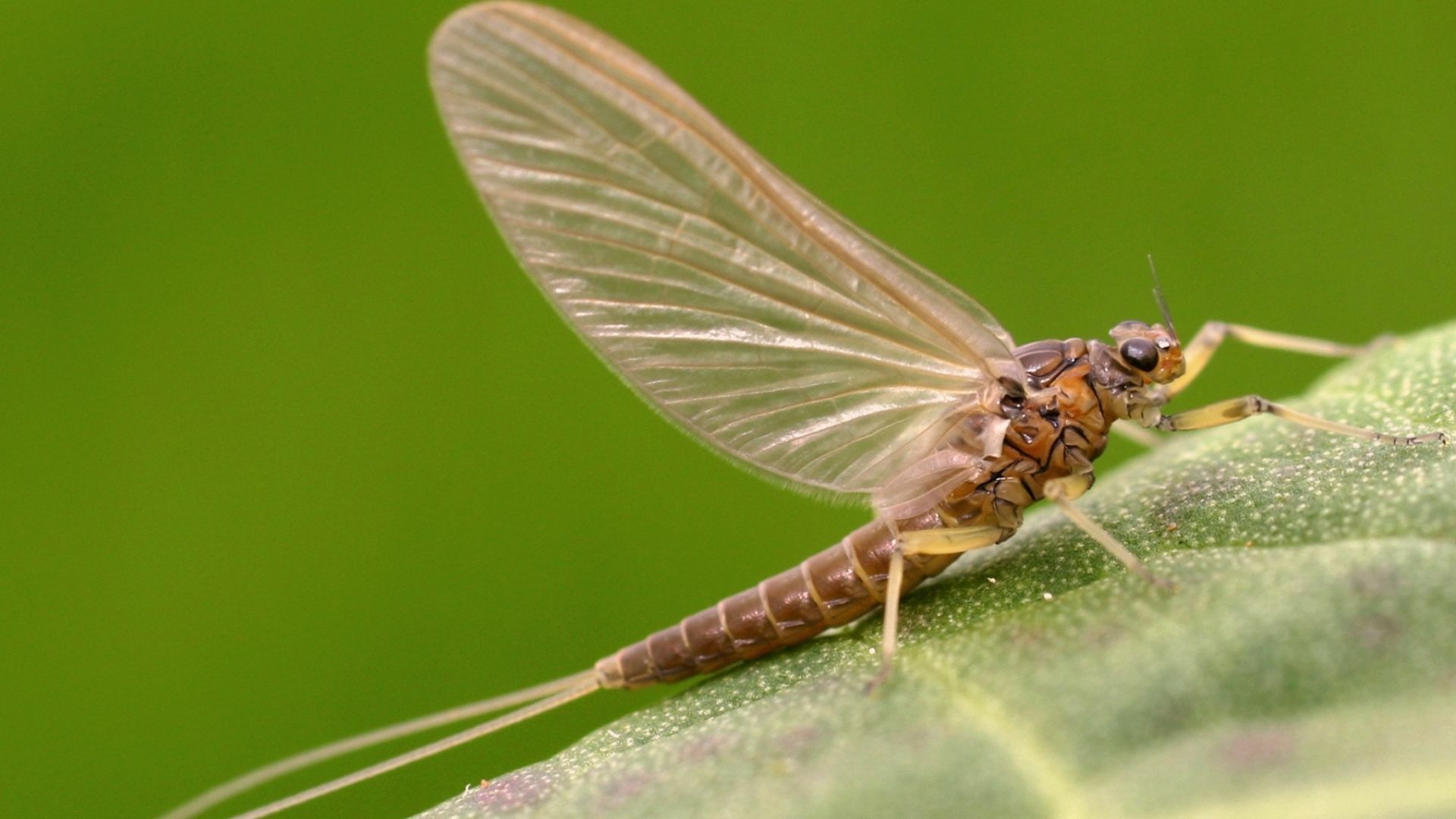 Science Sandwich: Mayflies in the Mists of Time