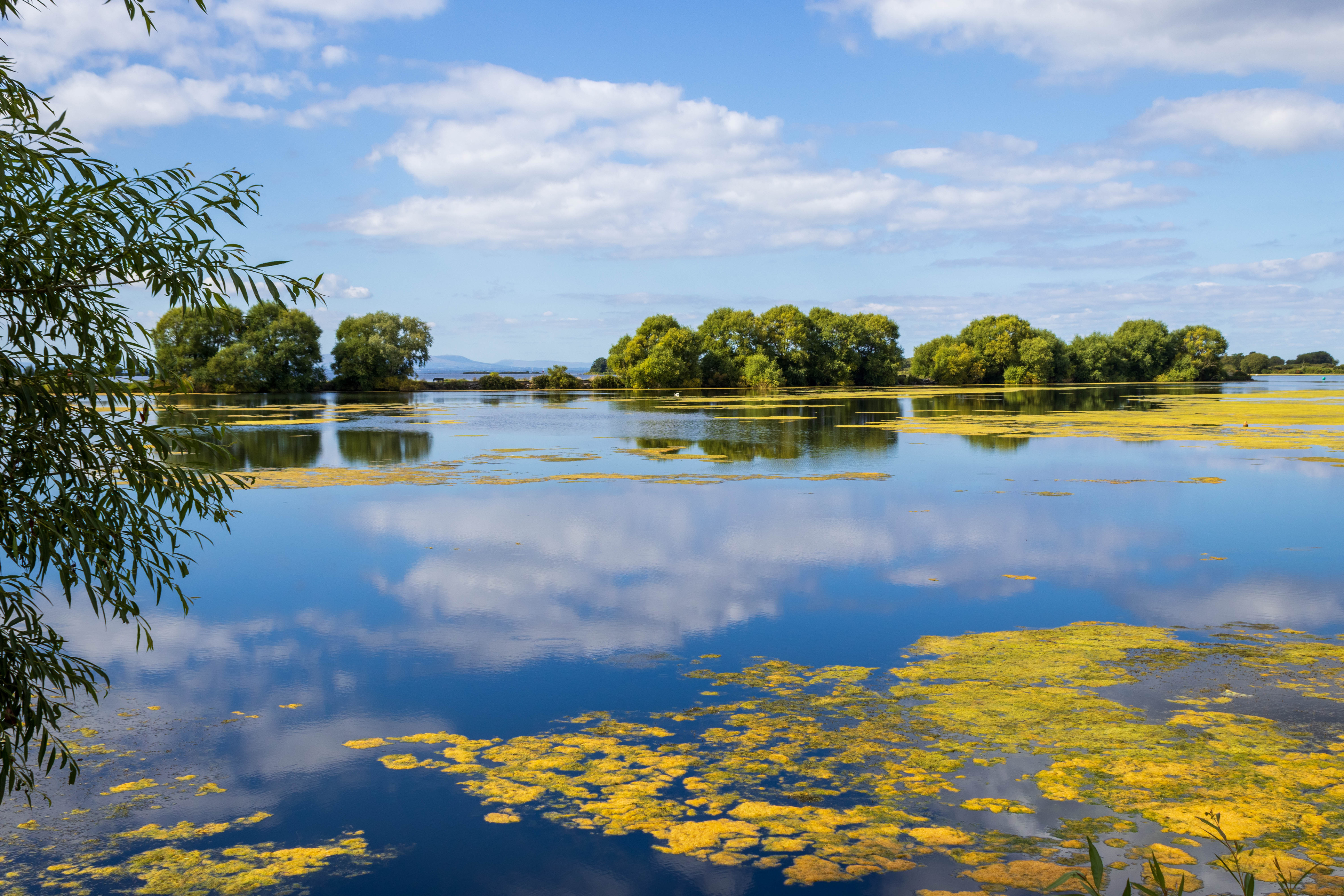 What’s the blooming problem with Lough Neagh?