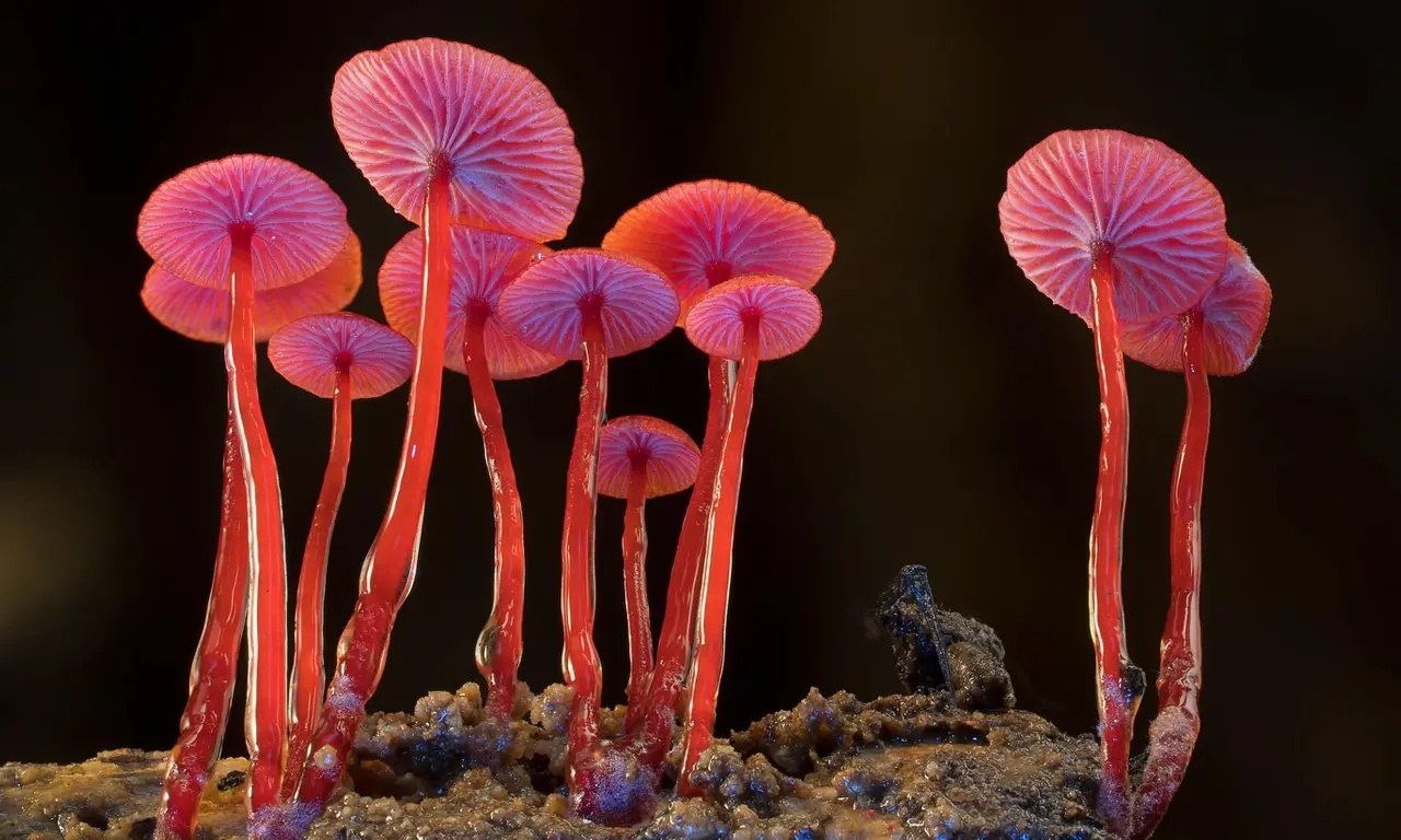 Fungi: The web of life