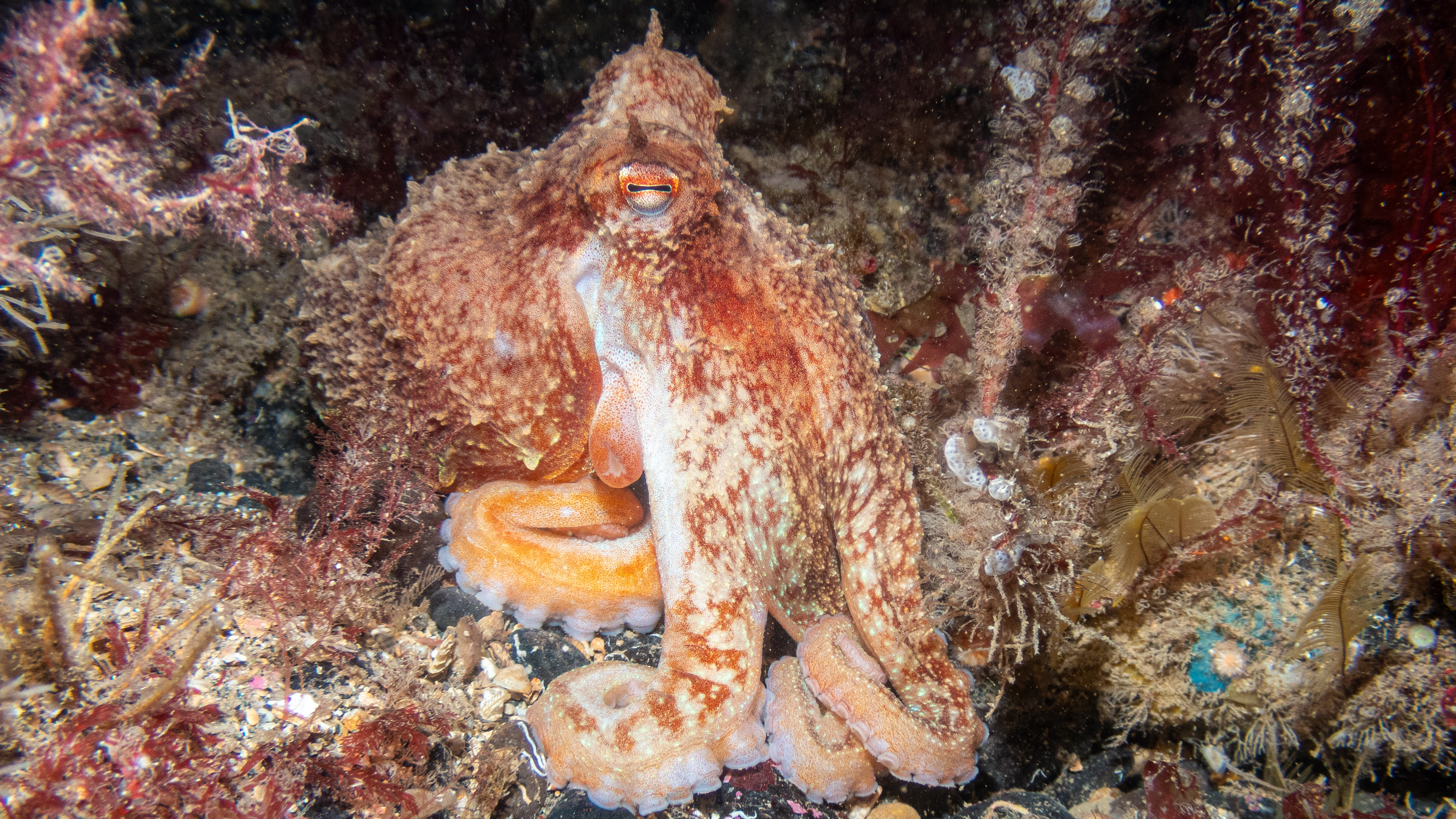 Northern Ireland’s Hidden Depths – A Journey into our Underwater World