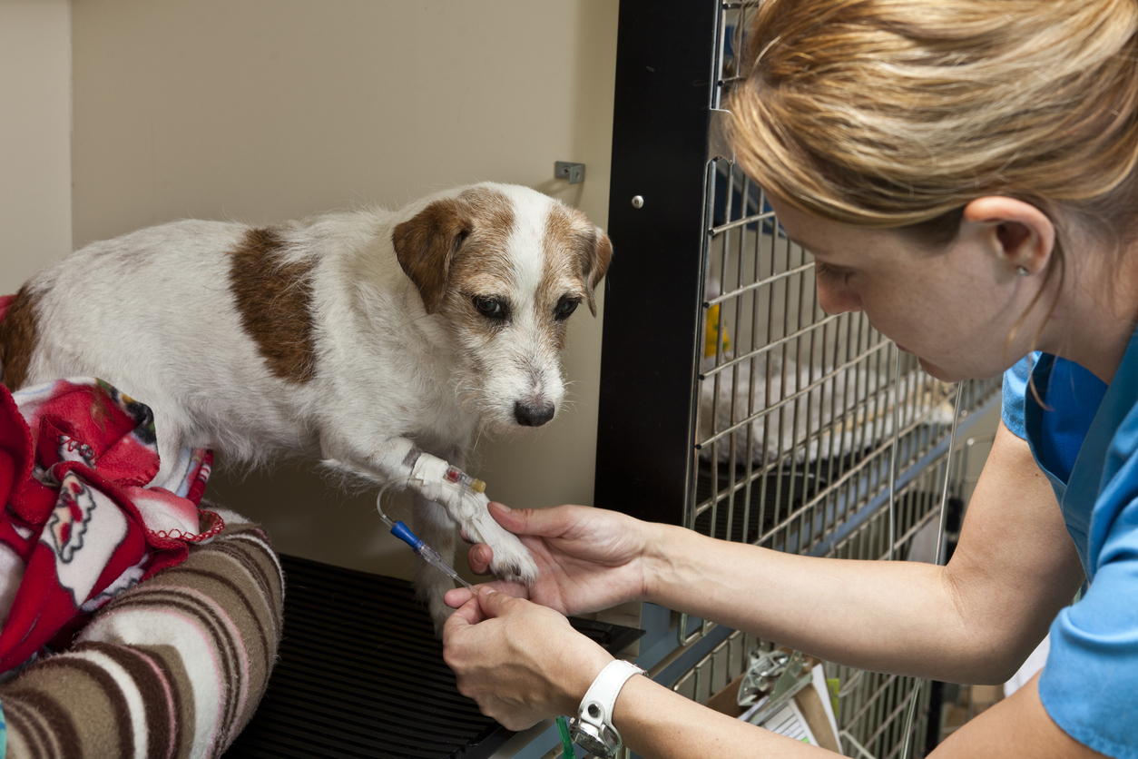 All Things Dog: Sentient Beings in Northern Ireland