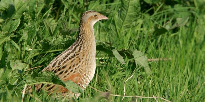 What’s the Crake? A Corncrake recovery story