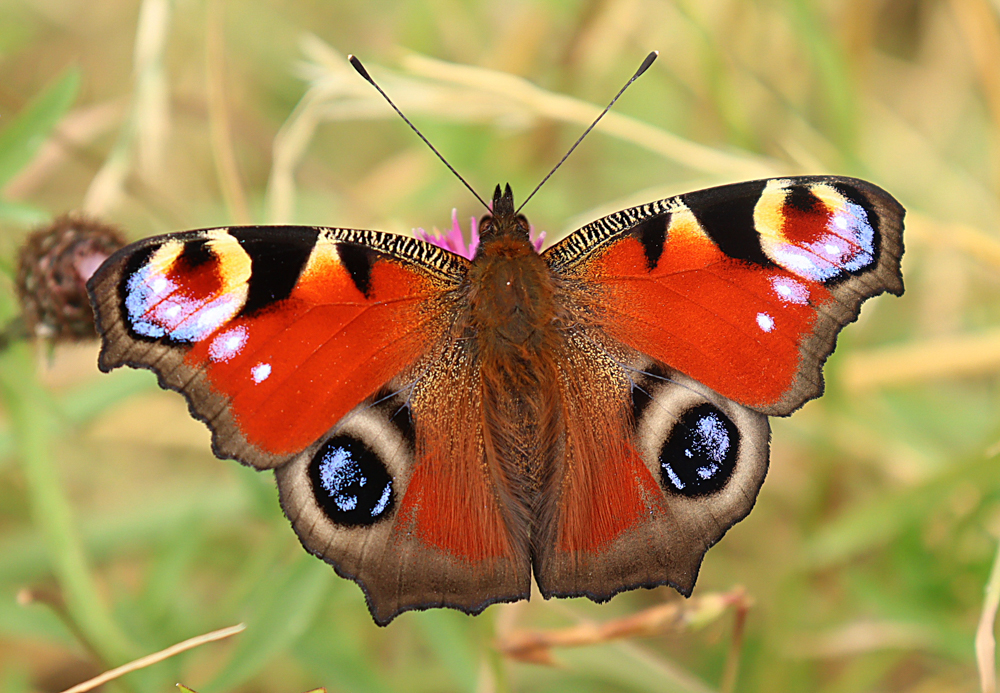 Shorelife: Therapeutic Photography Workshop